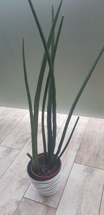 Sansewieria walcowata