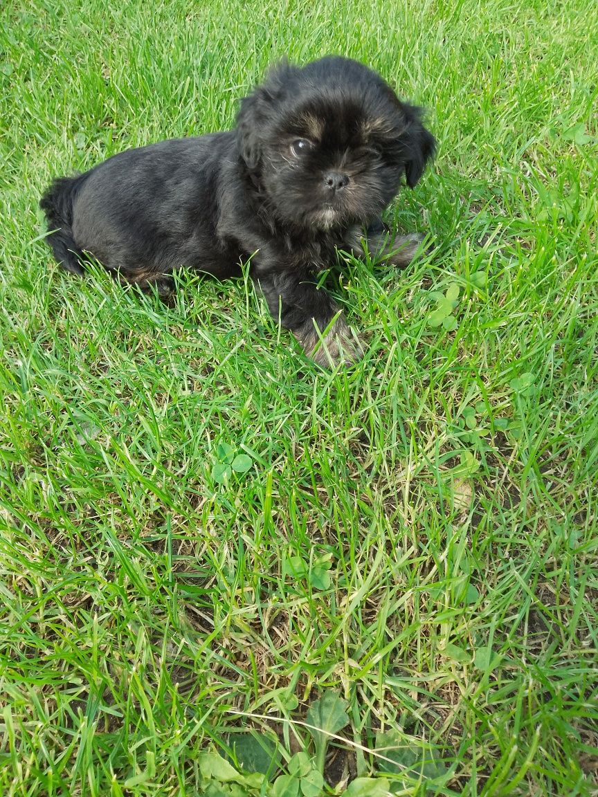Shih tzu - piesek