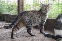 Afera- szarobura kotka do adopcji