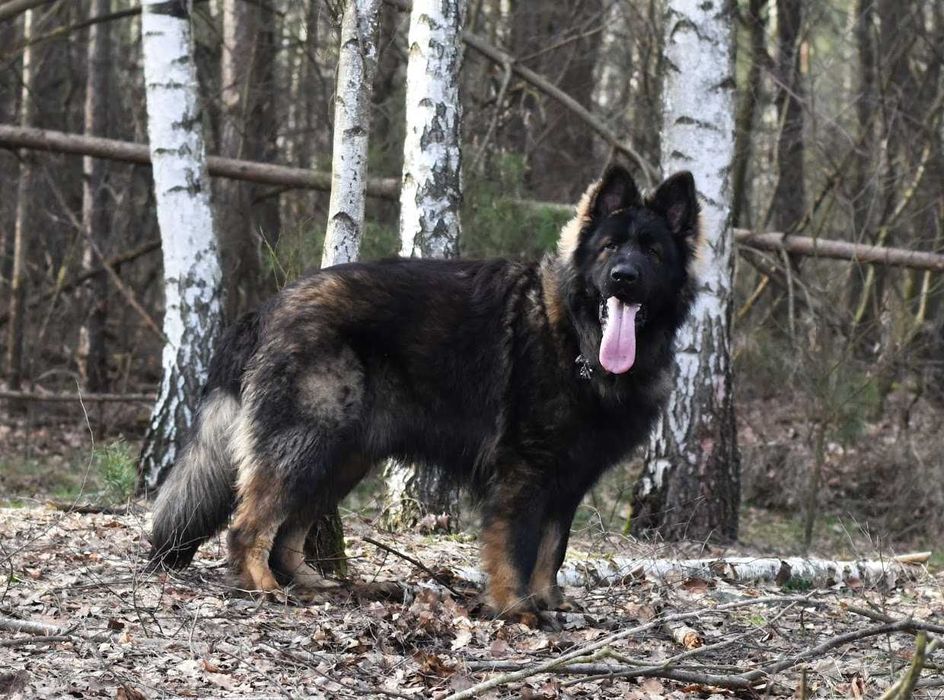Owczarek Staroniemiecki ... ( Długowłosy czarny  / wilczasty  )