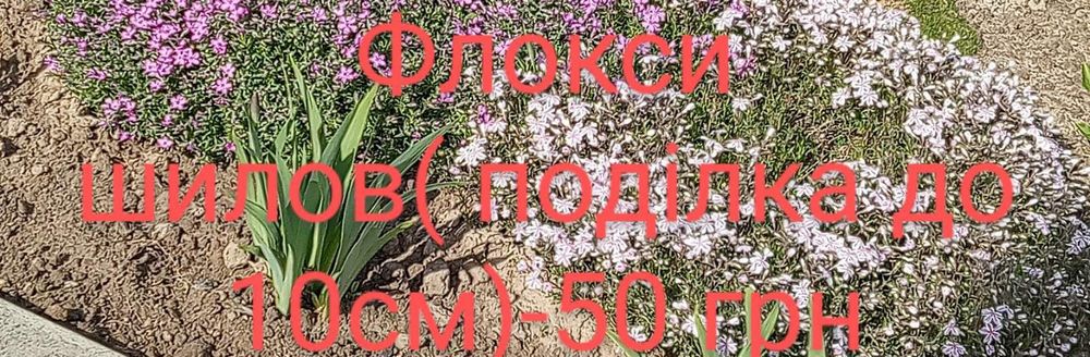 Продам кераміч.горщики для квітів і квіт.паутинка / квіти50 грн