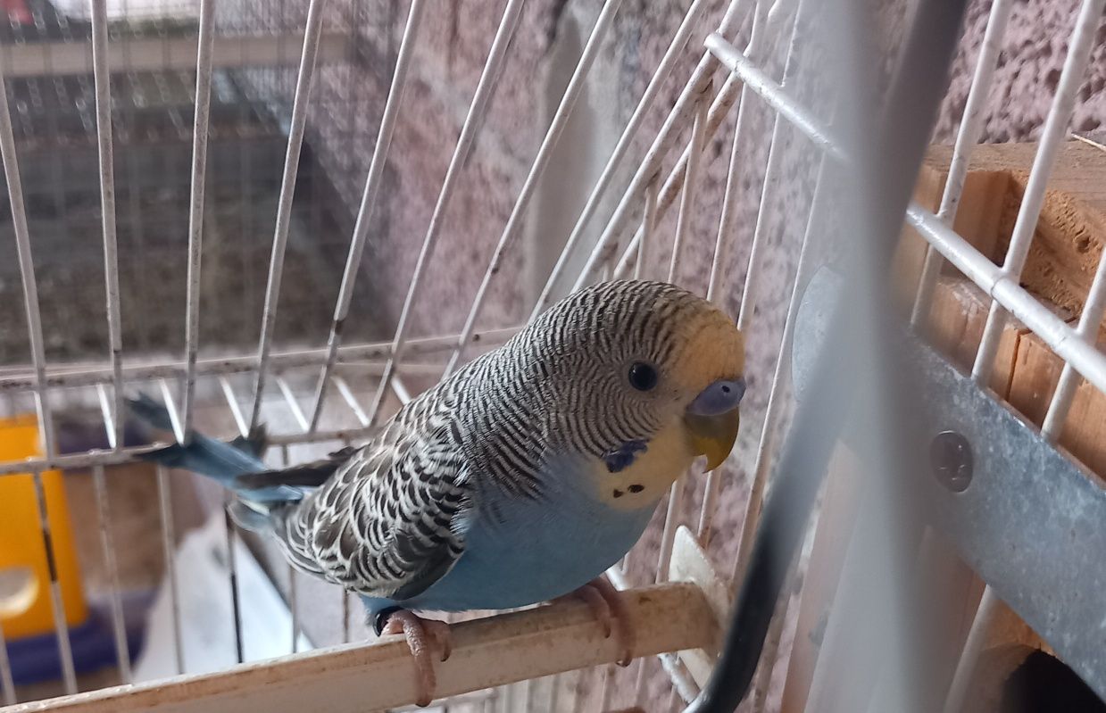 Periquitos australiano