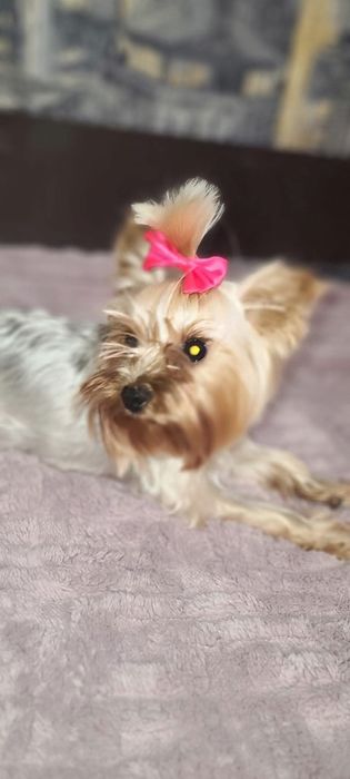 Йорки малюки  1 дівчинка і 4 хлопчики.