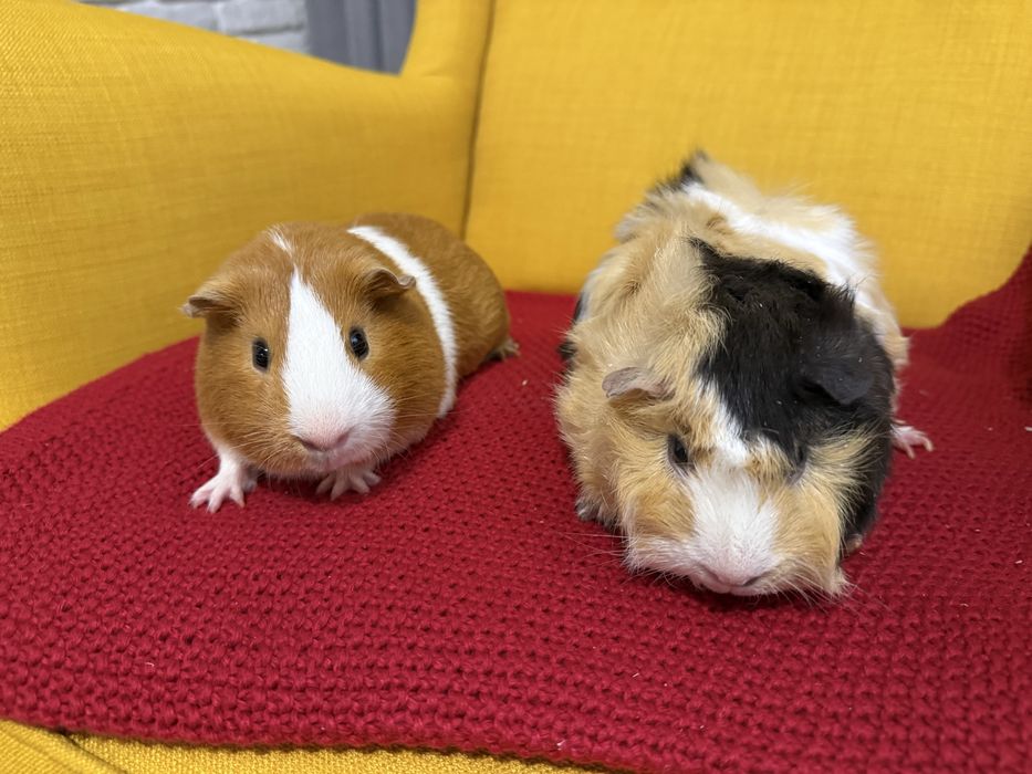 Świnki morskie samce