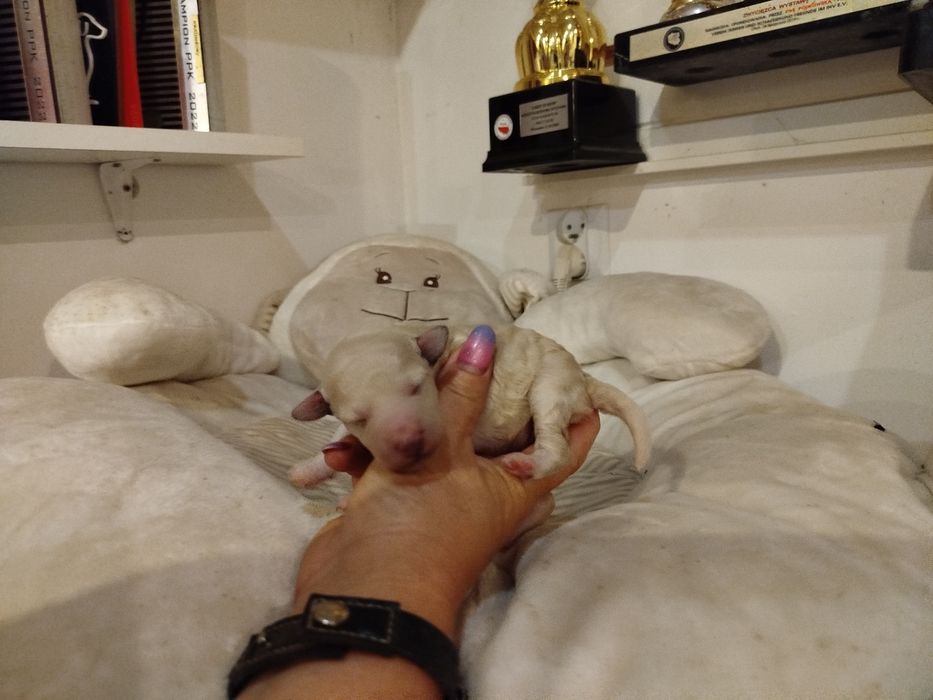 Pudel miniaturowy biały