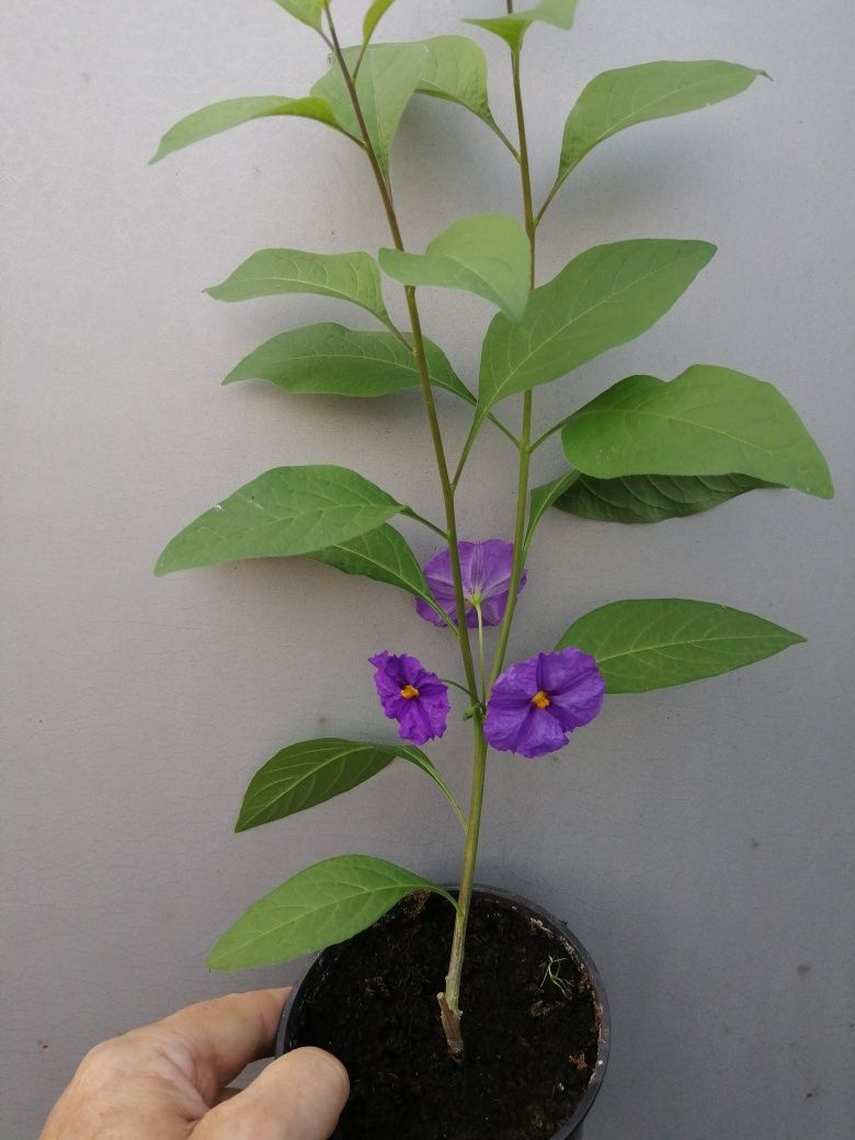 Solanum rantonetti 50 cm -szafirowa burza -psianka - sadzonka donic