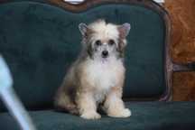Cão de Crista Chines - Variedade Powderpuff