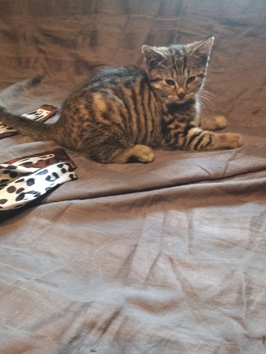 Oddam kotki w  dobre rece mama geny norweskiej