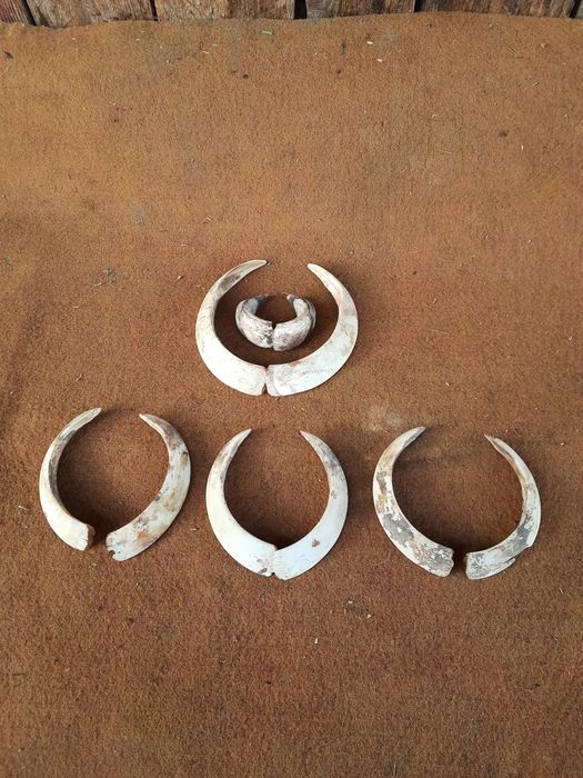 Роги козла і ікла кабана