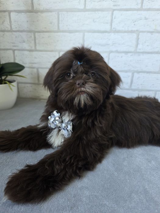 Shih Tzu czekoladka Samiec
