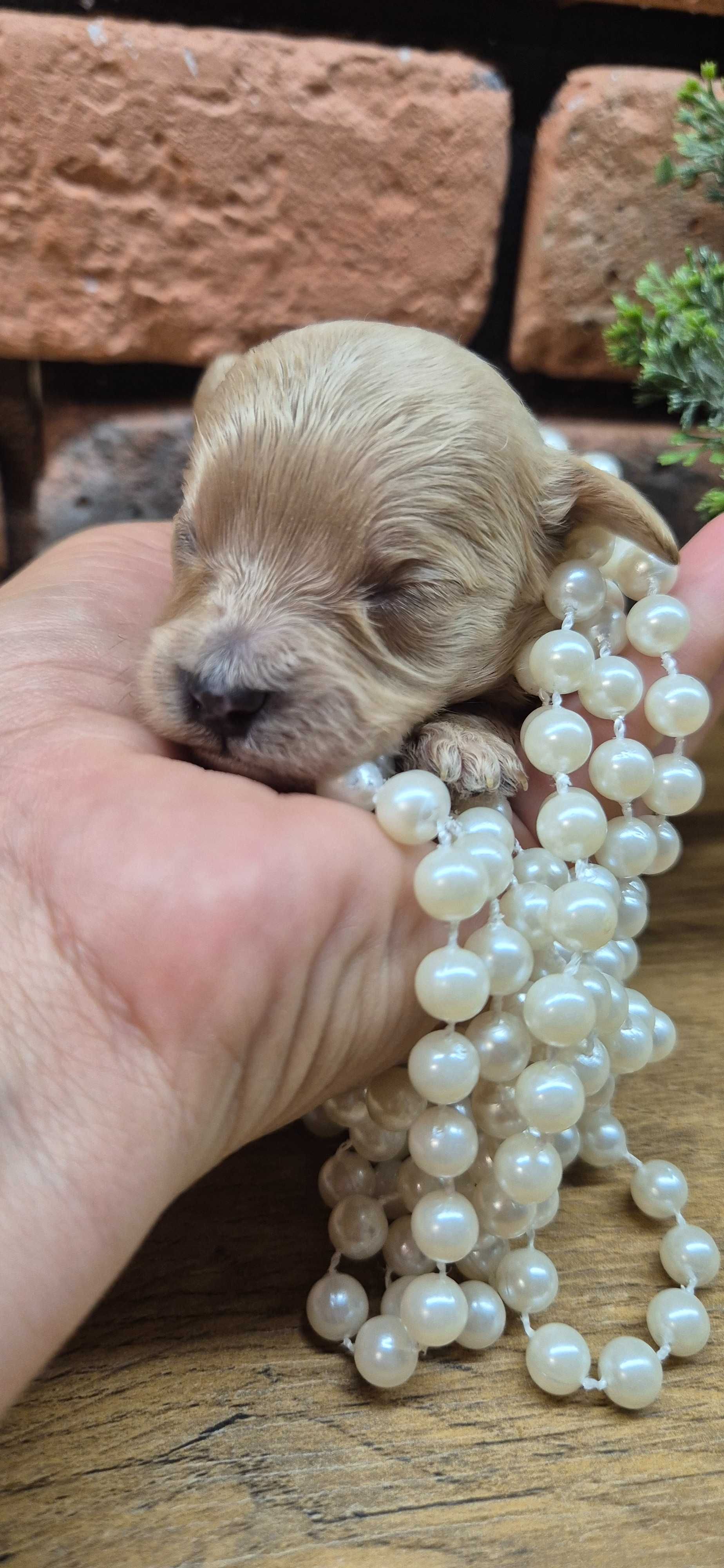 Cavapoo dziewczynka