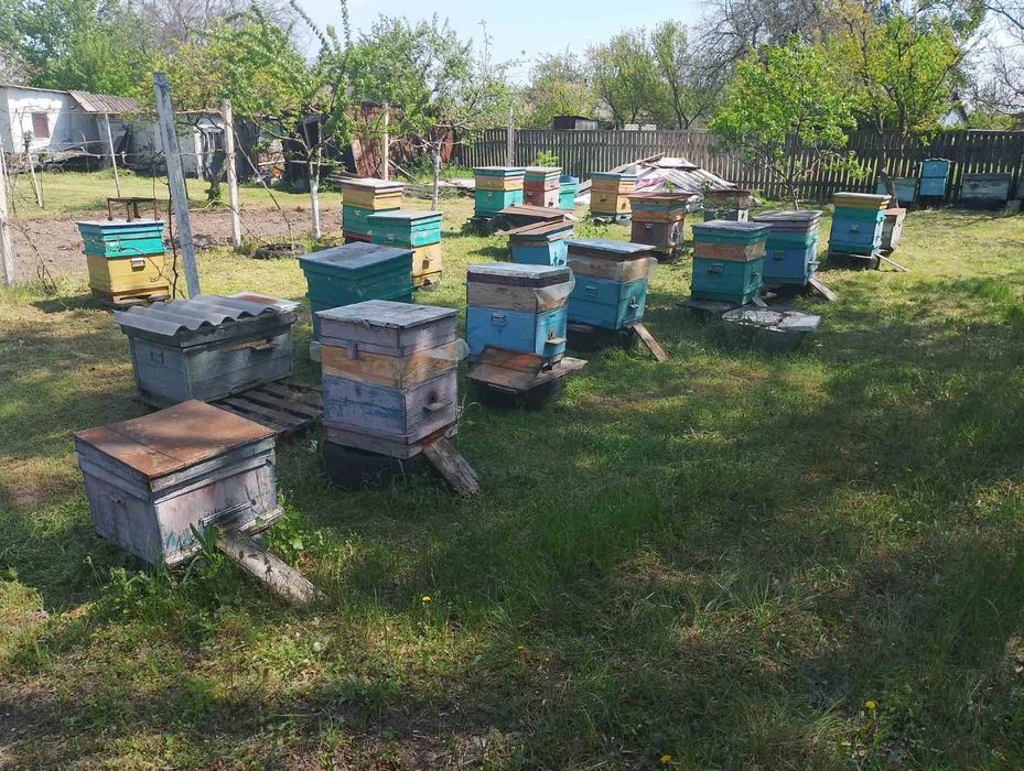 Продам бджолосімї
