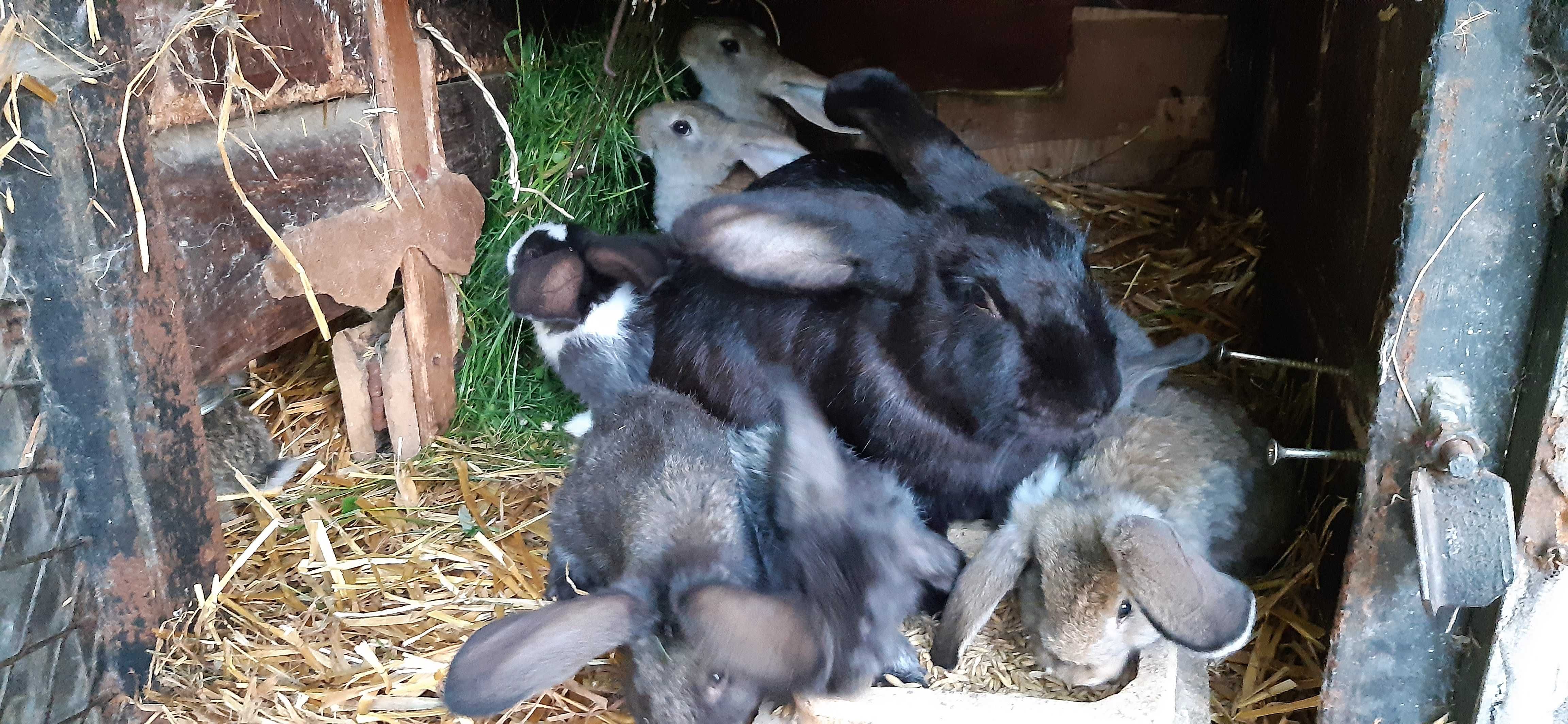 Króliki rasa mieszana po rasowych królikach