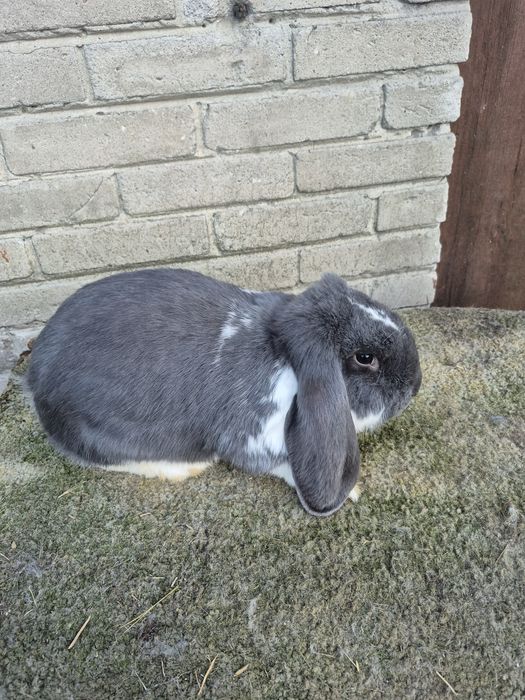 Sprzedam barany francuskie