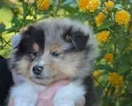 Дівчинка коллі / щенки колли