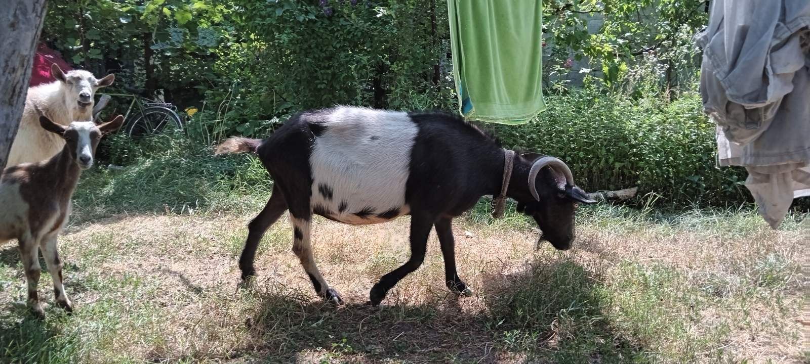 Зааненские козы от 4месяцев до 5лет