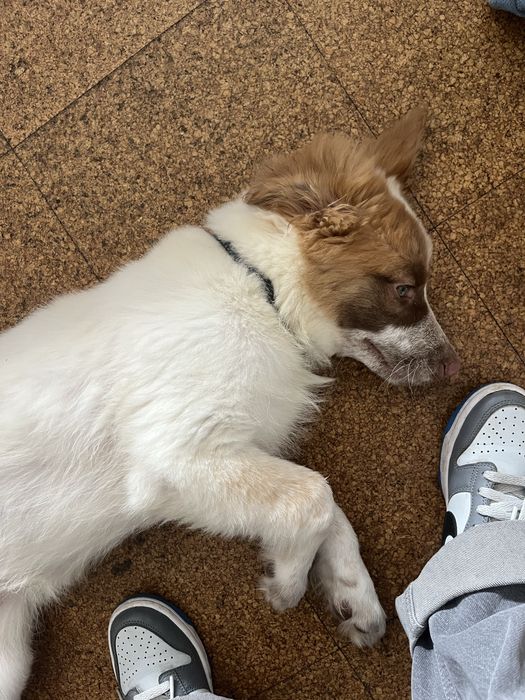 Cão bebe para adoção responsável