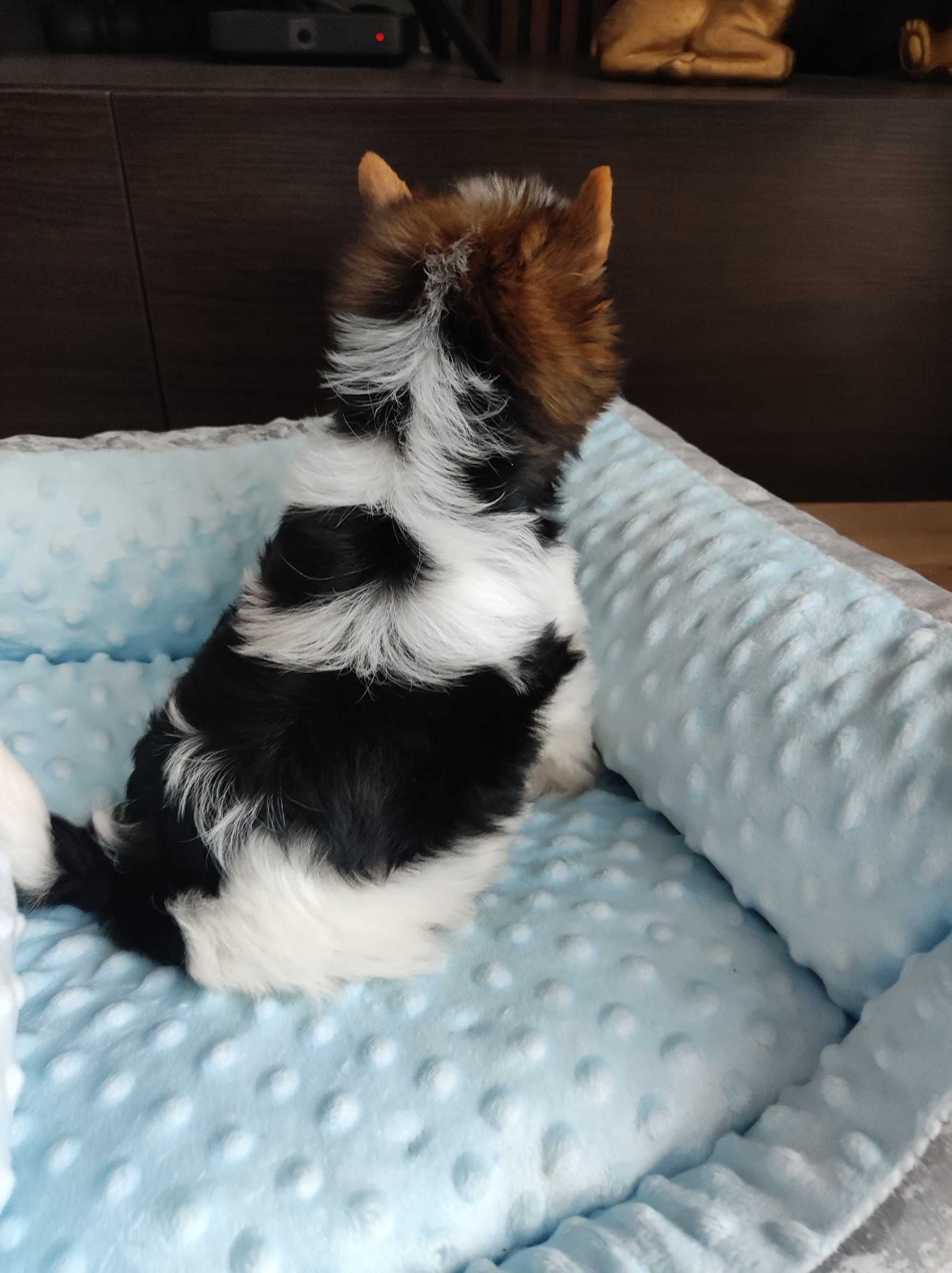 Yorkshire terrier