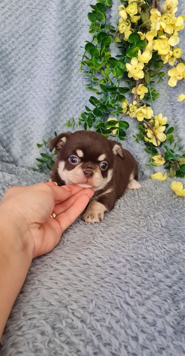 Excecional mini menina Chihuahua/Chiuaua de Qualidade,LinhagemRussa