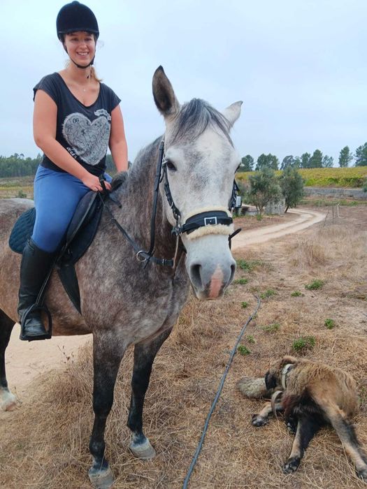 Dois Cavalos (Equas) Luso-Arabe