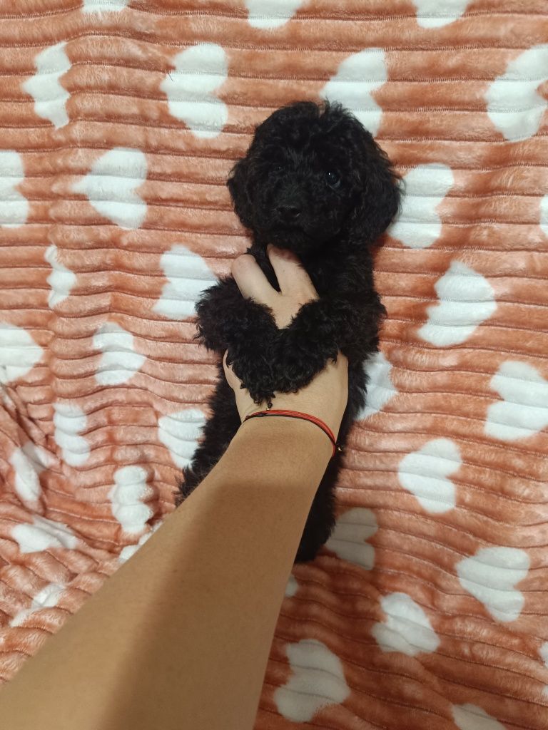 Pudel Miniaturowy/Toy sunia Cindy MALEŃKA  JUŻ DO ODBIORU