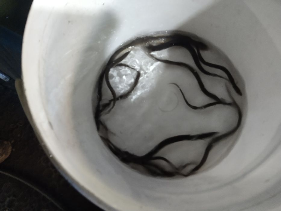 Sandacz narybek kroczek