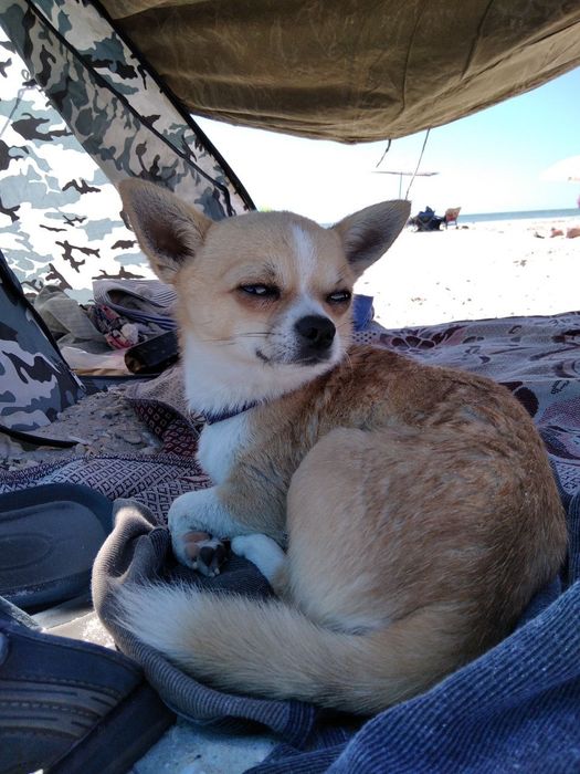 Вязка ждём свою возлюбленную чихуахуа