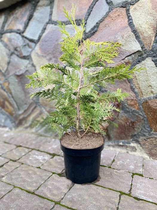 Ауреа Нана Туя Смарагд Ялівець Кипарисовик Ялинка  Мунглоу П9 і 3Л