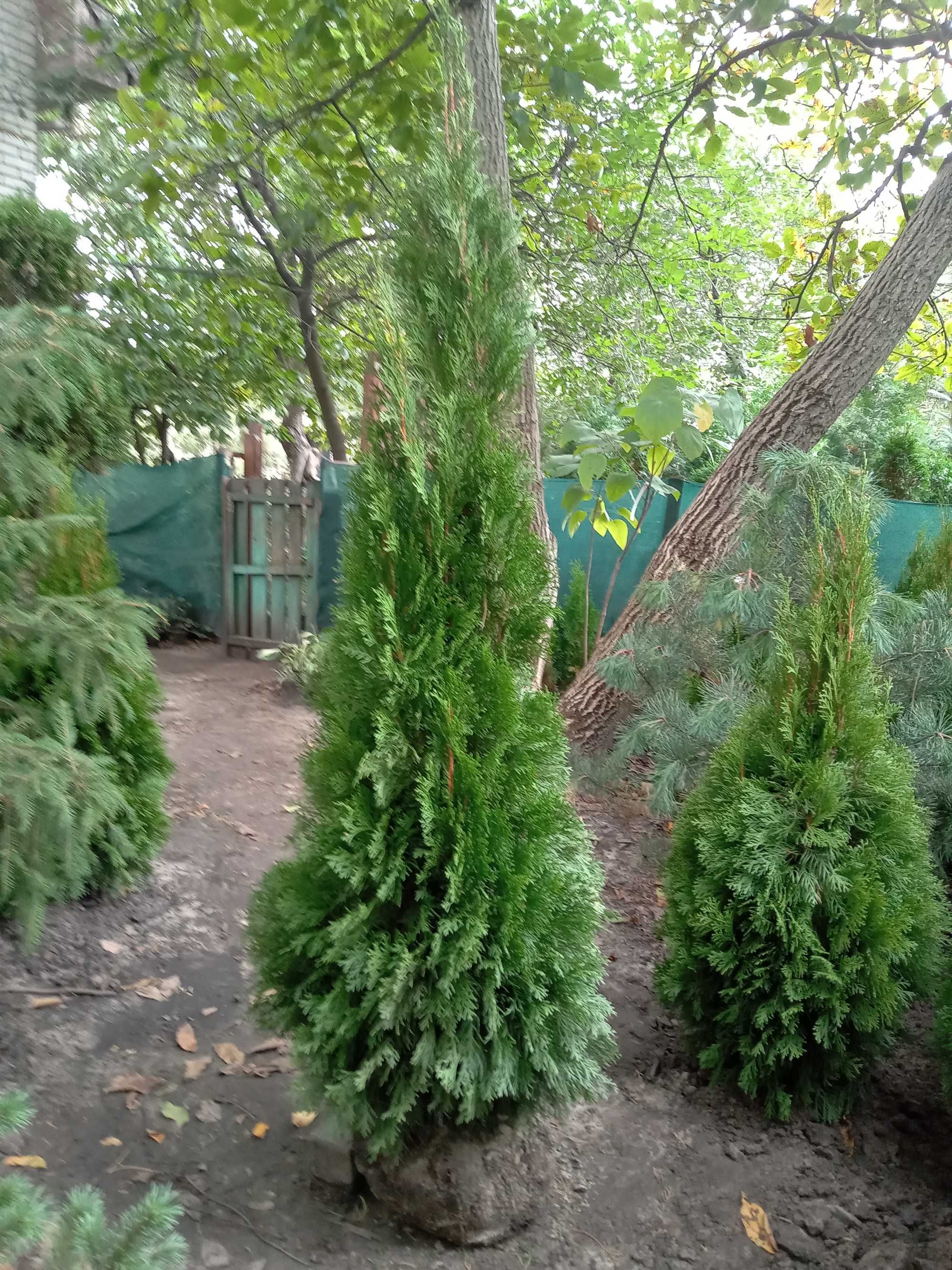 Туя западная Смарагд. По отличной цене. От 10 шт. скидки.Есть доставка