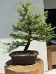Drzewka bonsai.