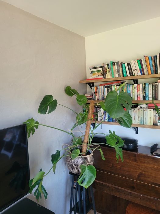 Monstera duża delicjoza