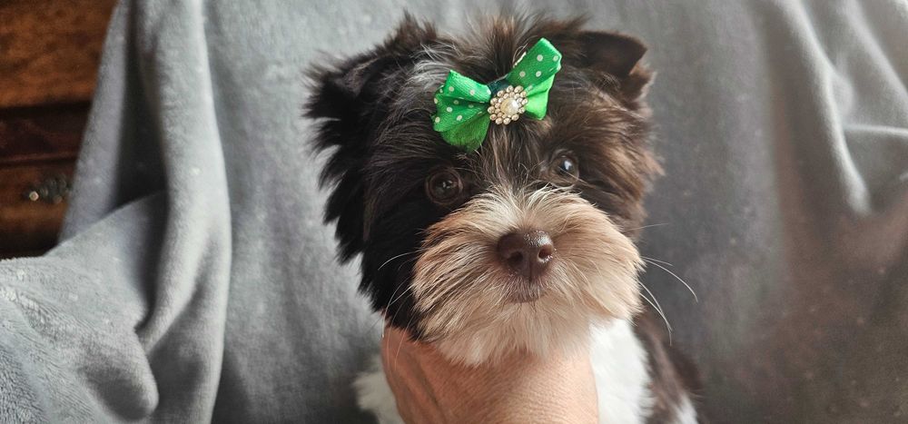 York-Yorkshire terrier Biro