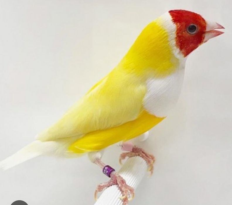 Vende se diamante de gould