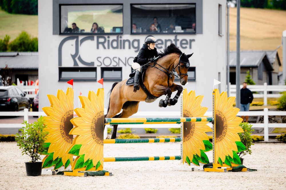 Sprzedam konia 7-tatek Hanowerski