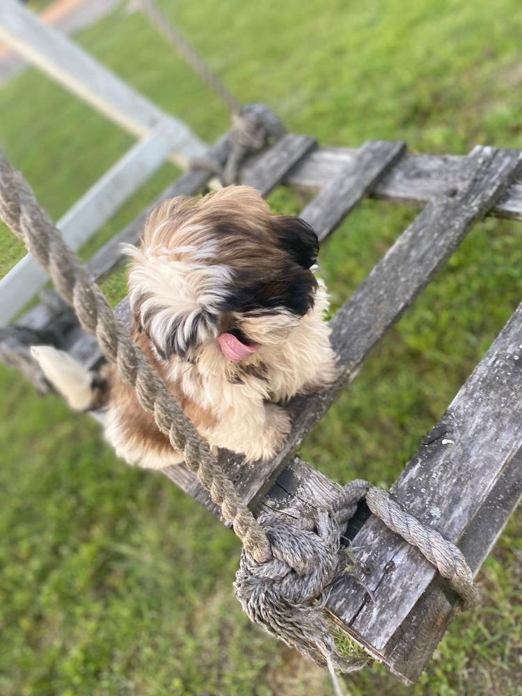 Pies shih tzu tri color