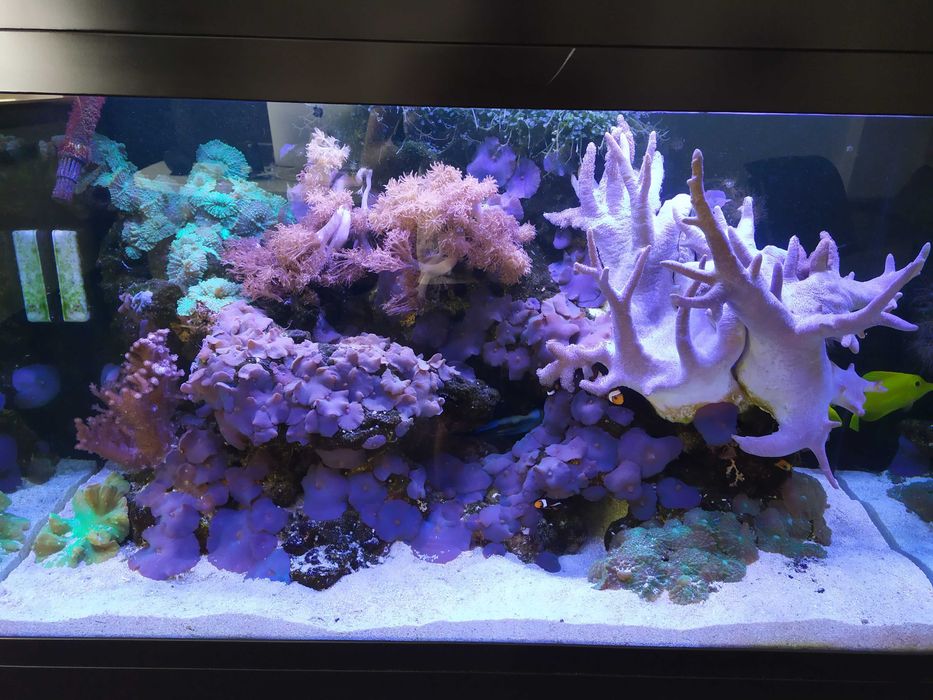 Serwis akwariów morskich – Warszawa +50 km