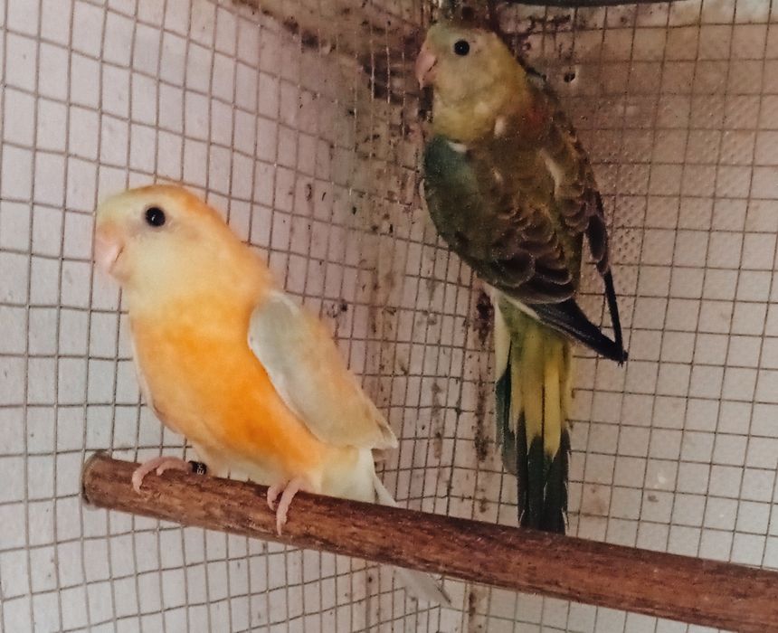 Aves red ramp duas fêmeas