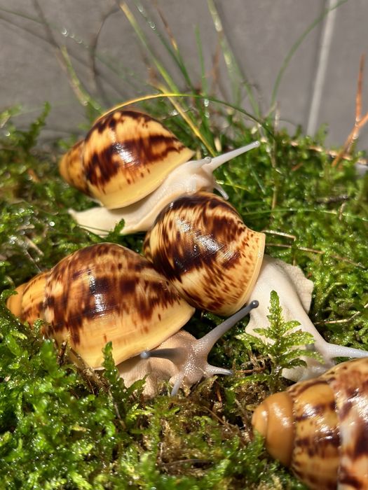 ślimaki afrykańskie Archahatina Marginata Ovum albino body i nominal