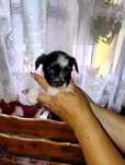 Yorkshire terrier GOKU Black end white piesek