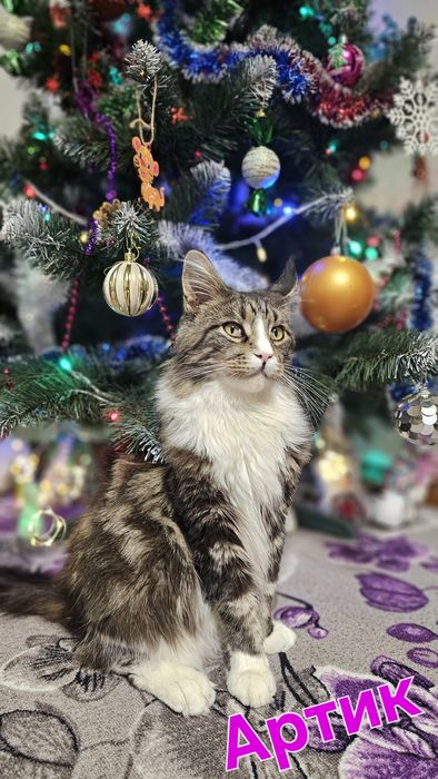 Кот Мейн Кун ждёт девочку