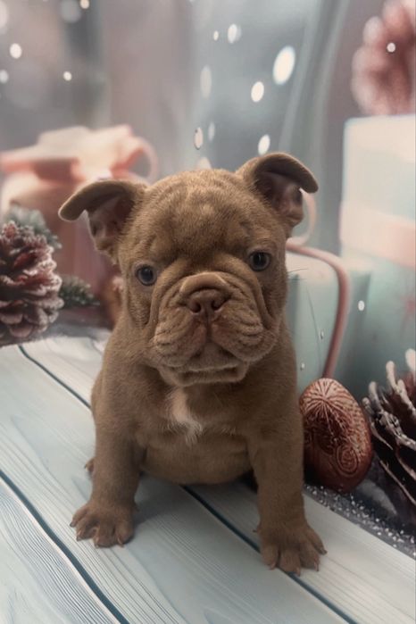 Французкий бульдог щенки