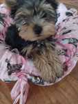 Yorkshire terrier - szczenię sunia