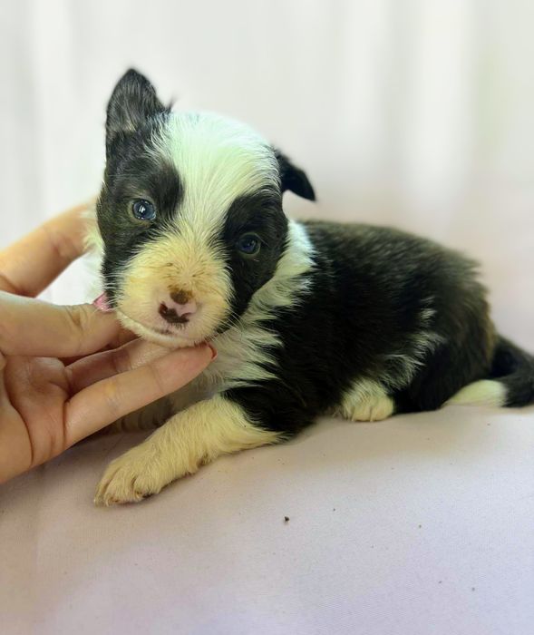 Border Collie suczka Koja czekoladowa