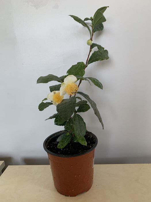 Кущ чайного дерева, Камелія китайська. Сamellia Sinensis.Чай