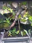 Terrarium dla gekona 40x40x60