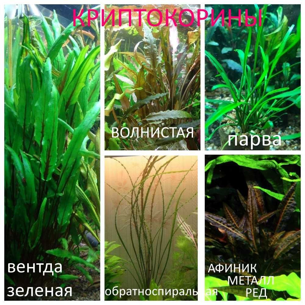 Аквариумные растения(Анубиас ,криптокорина ,буцефаландры.мох)