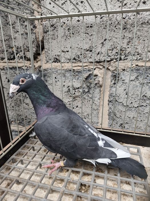 Gołębie pocztowe staropolskie para + gratis