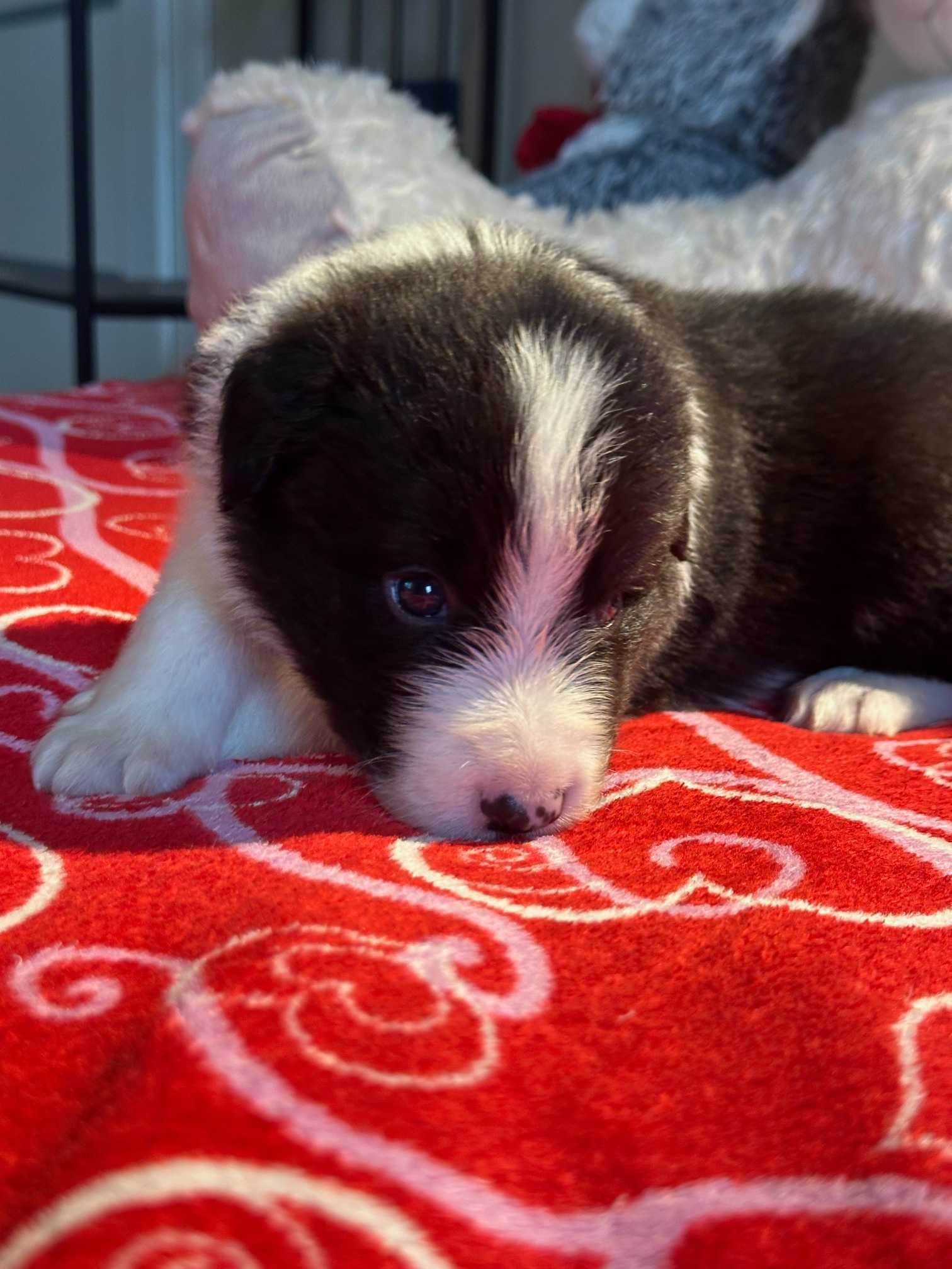 Piesek Border Collie - Hodowla Salus Canis FCI