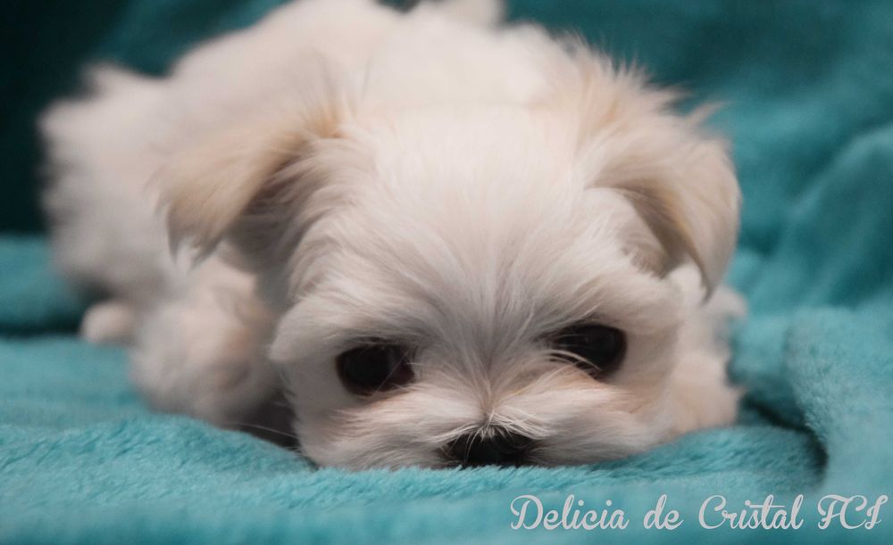 Maltańczyk szczeniaczek ZKwP