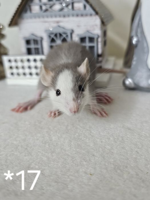 Szczur szczurki szczury